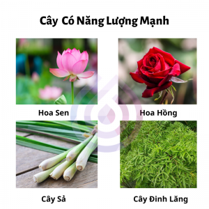 mo-cung-tai-loc-13