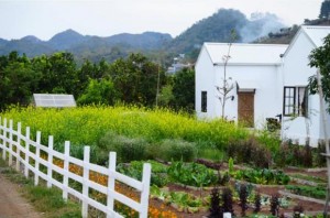 vuonhao-ngoisaovn-1-ngoisaovn-w800-h531